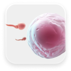 3D Ovule Image