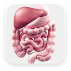 3D Liver Image