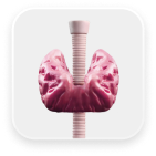 3D Thyroid Image
