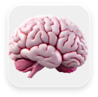 3D Image of a brain