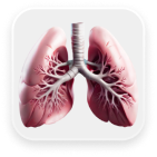 3D Lungs Image